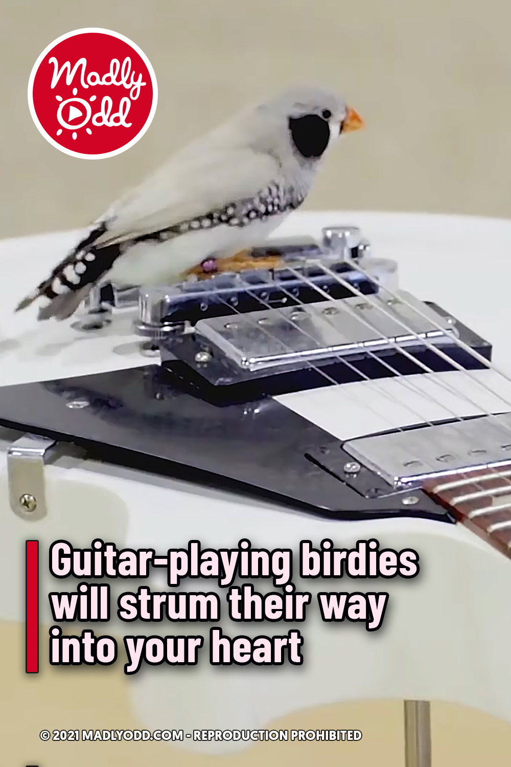 Guitar-playing birdies will strum their way into your heart