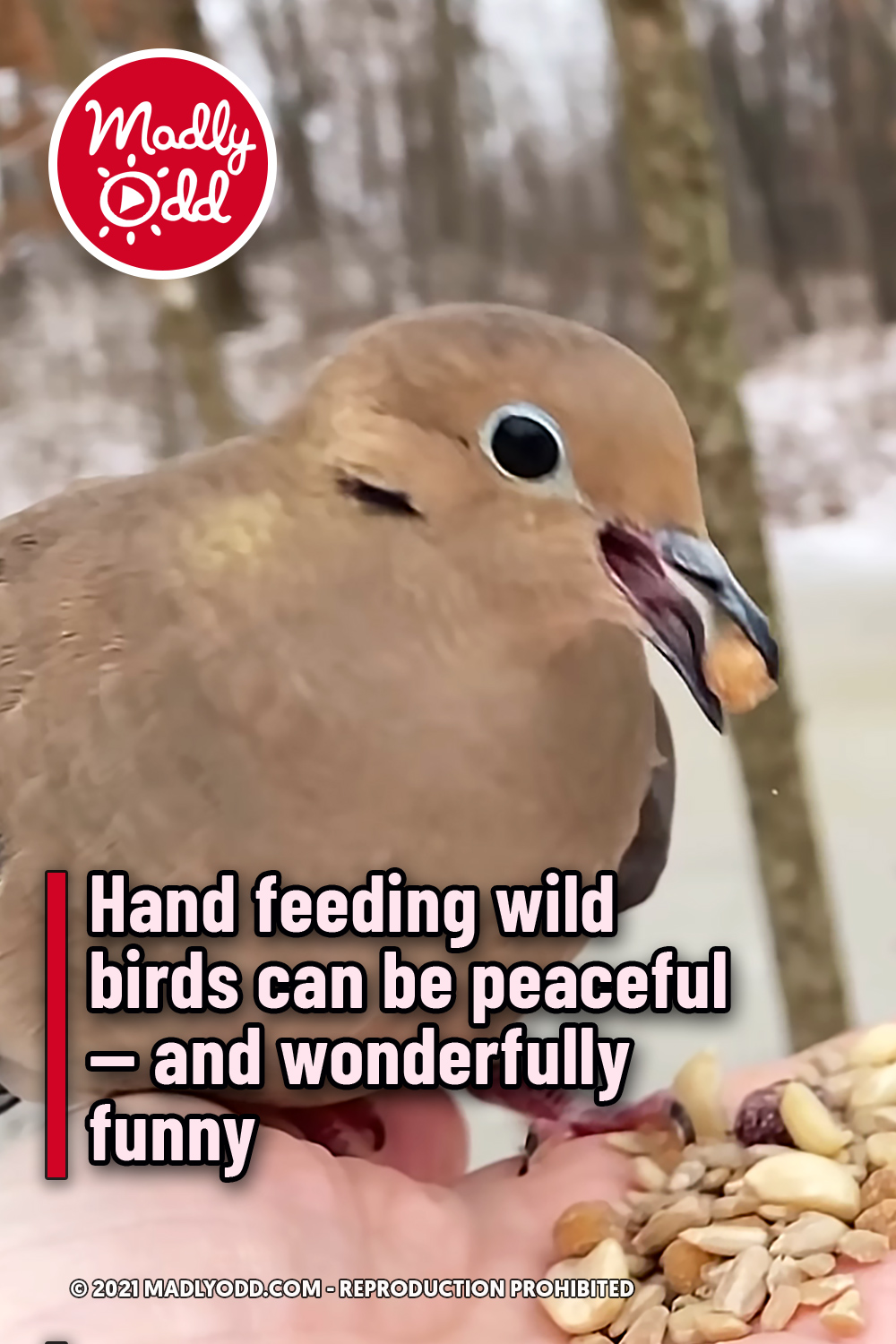 Hand feeding wild birds can be peaceful — and wonderfully funny