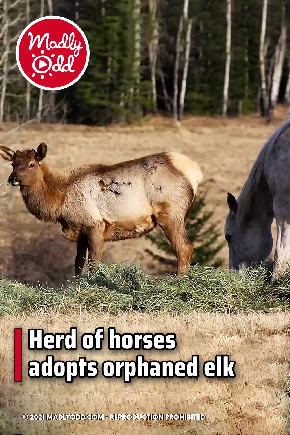 Herd of horses adopts orphaned elk