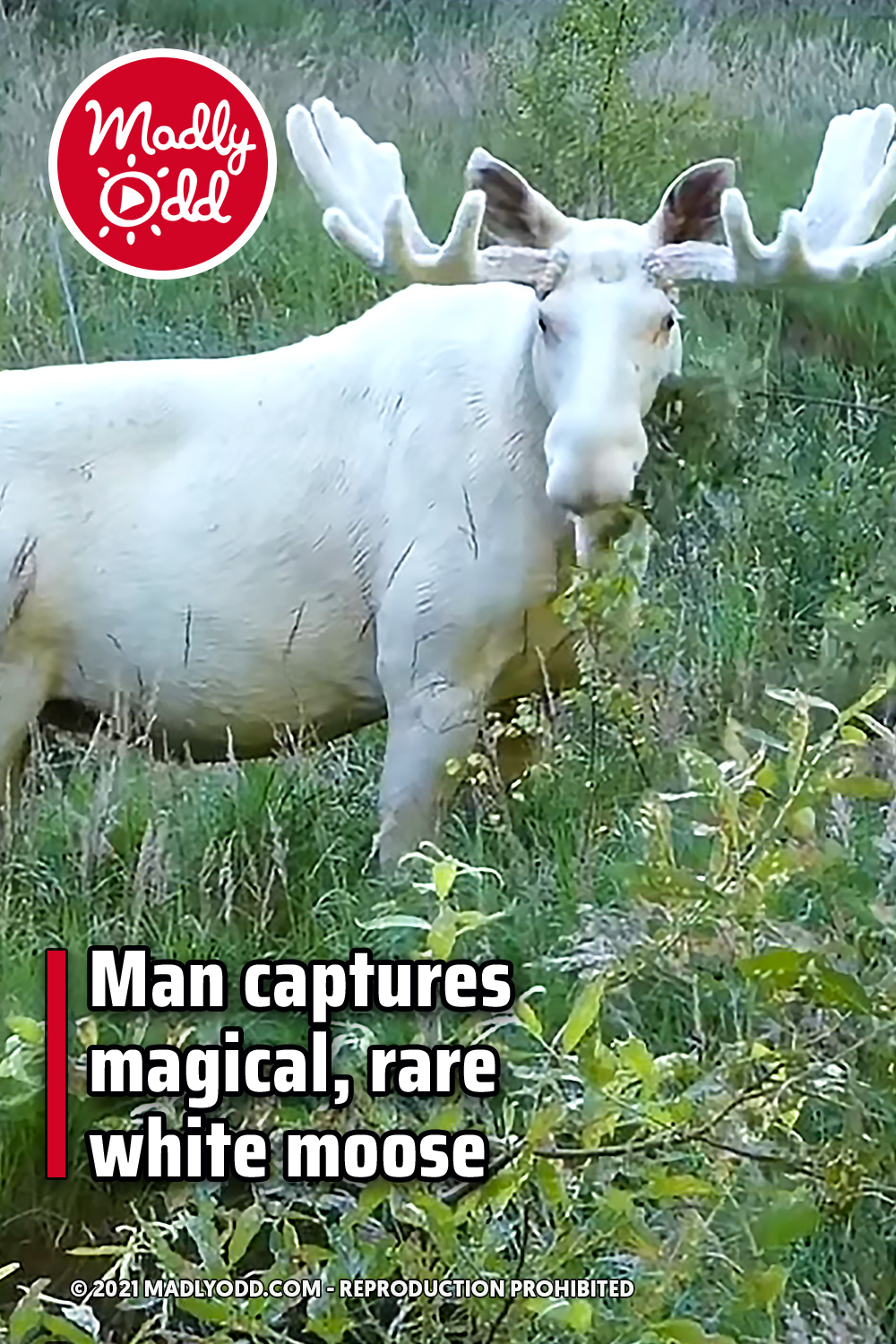 Man captures magical, rare white moose
