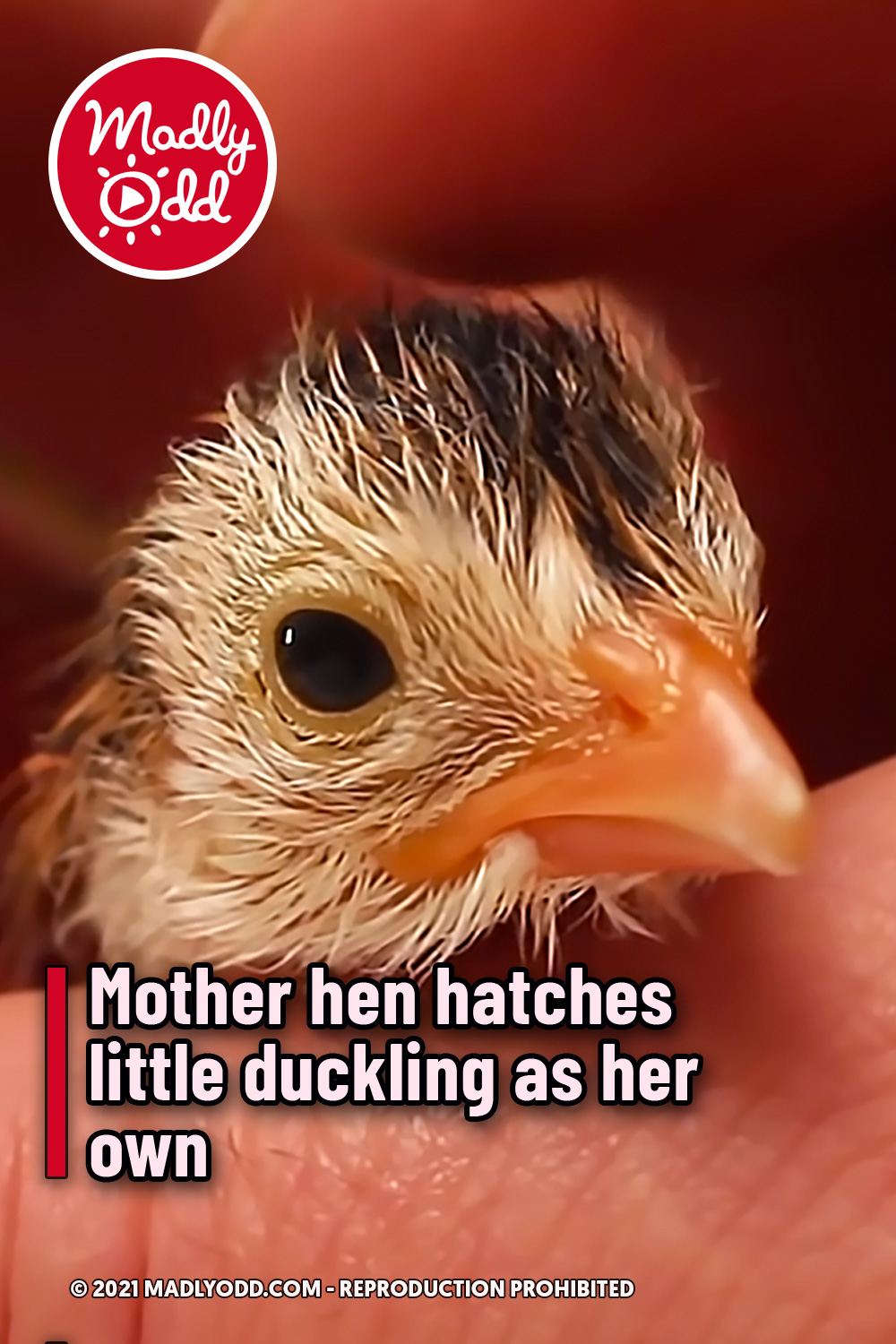 Mother hen hatches little duckling as her own