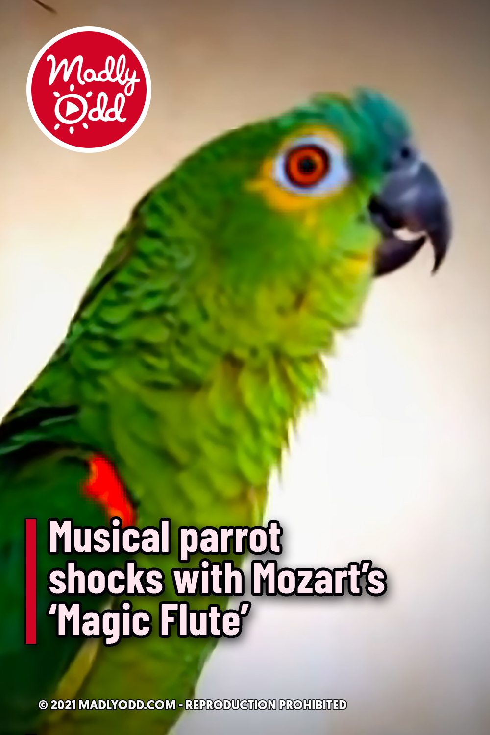 Musical parrot shocks with Mozart’s ‘Magic Flute’