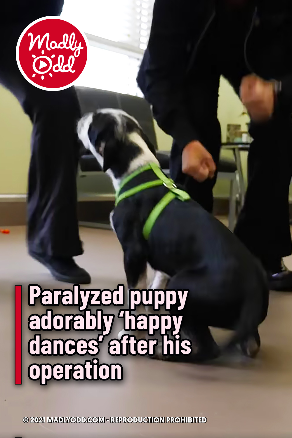Paralyzed puppy adorably ‘happy dances’ after his operation