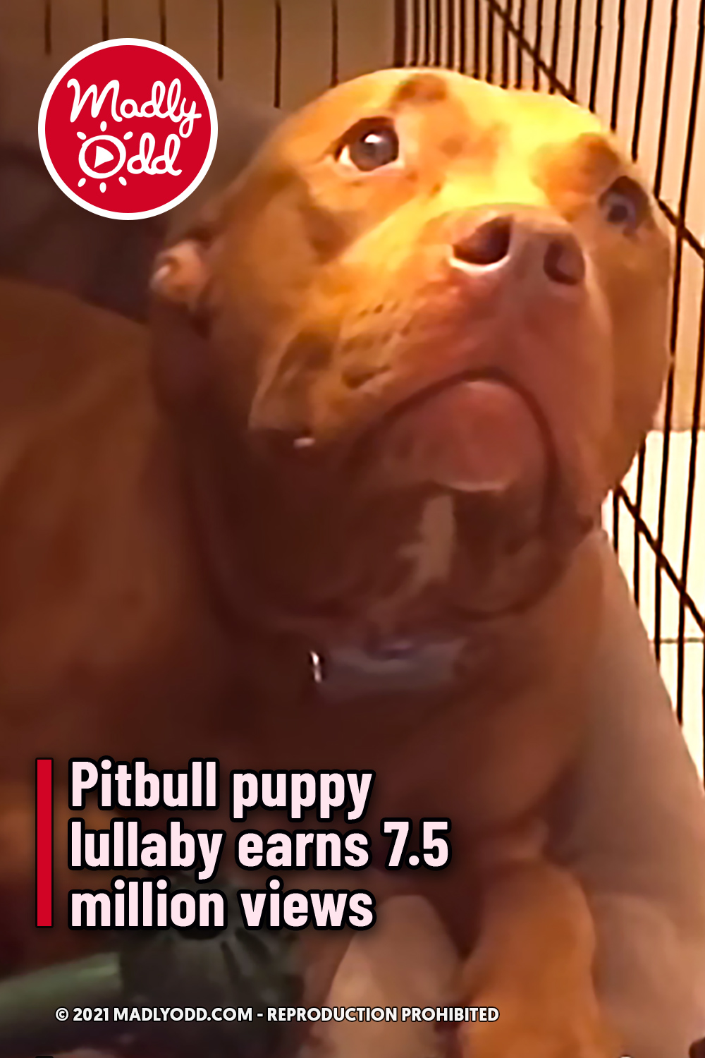 Pitbull puppy lullaby earns 7.5 million views