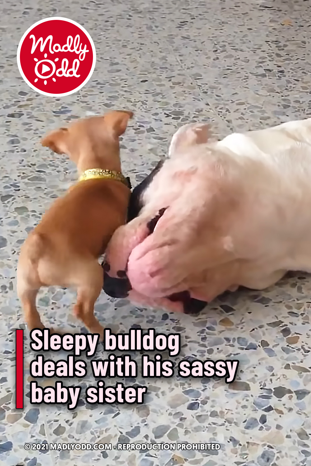 Sleepy bulldog deals with his sassy baby sister