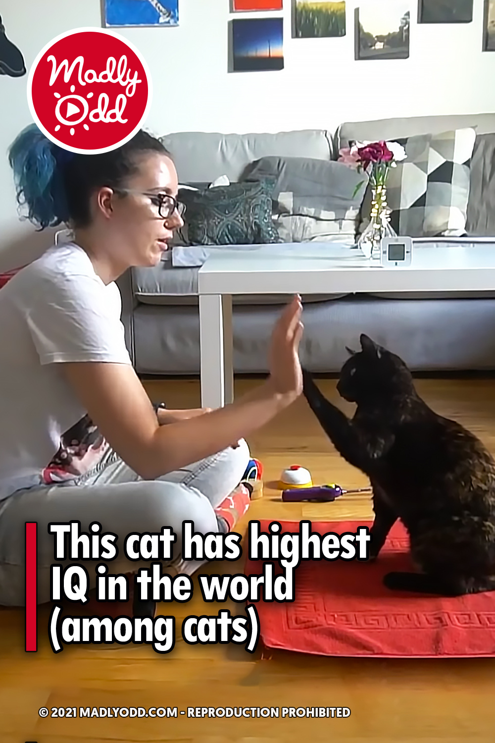 This cat has highest IQ in the world (among cats)