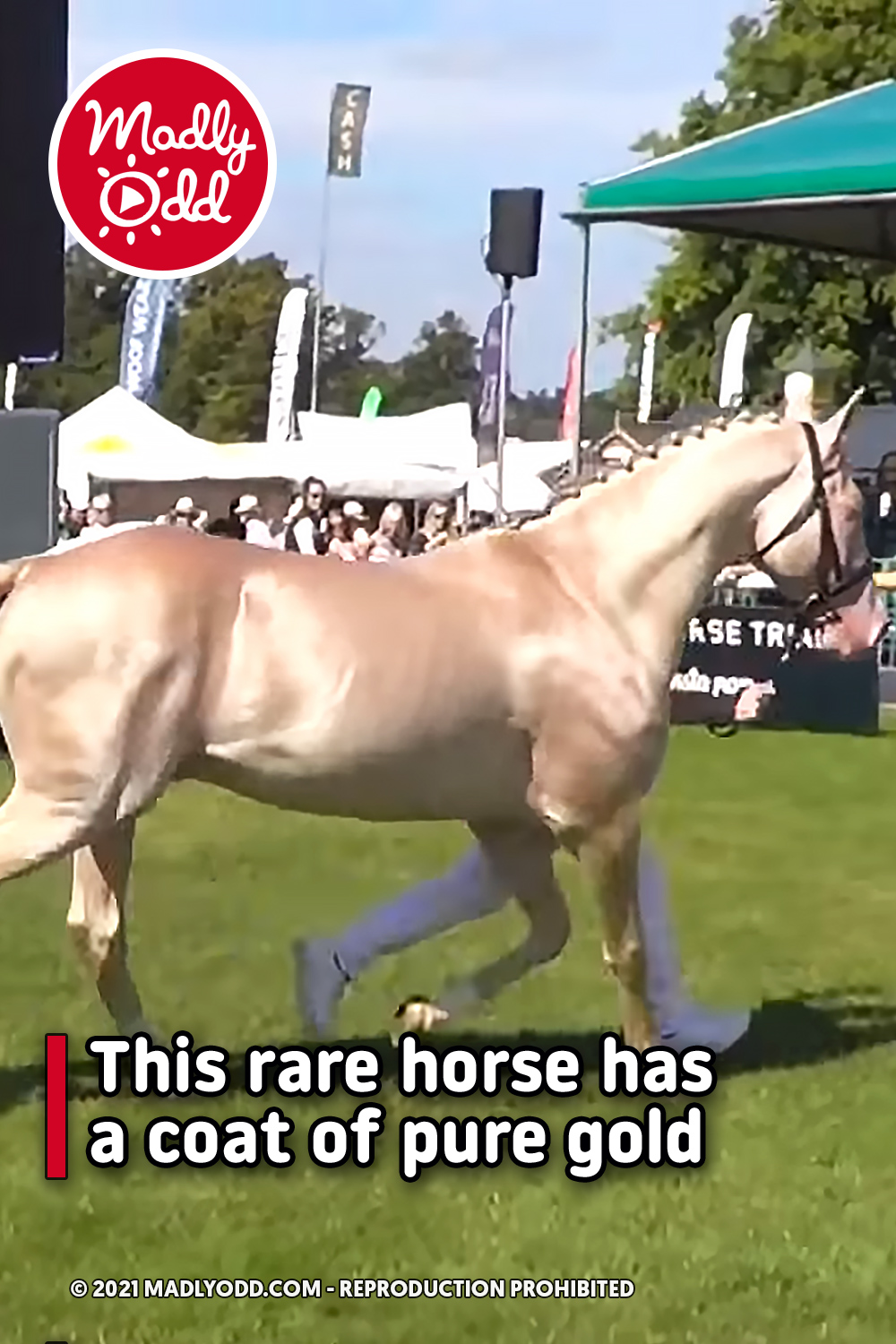 This rare horse has a coat of pure gold
