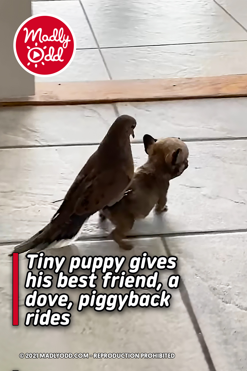 Tiny puppy gives his best friend, a dove, piggyback rides