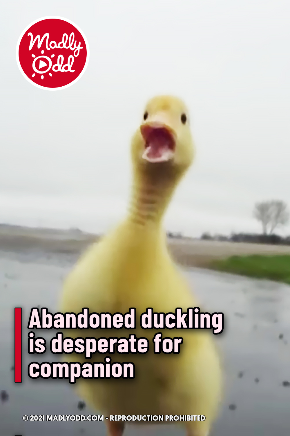 Abandoned duckling is desperate for companion