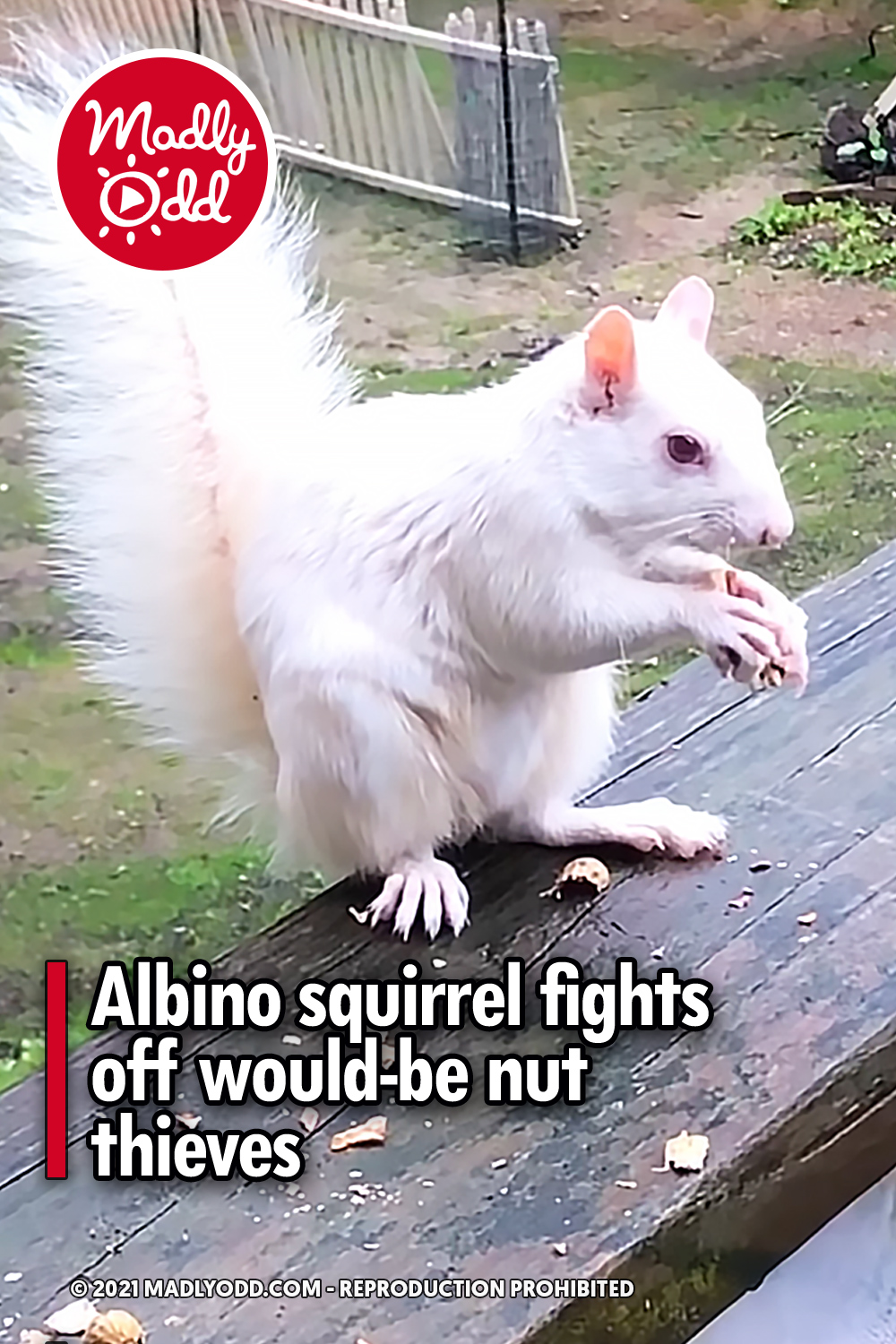 Albino squirrel fights off would-be nut thieves