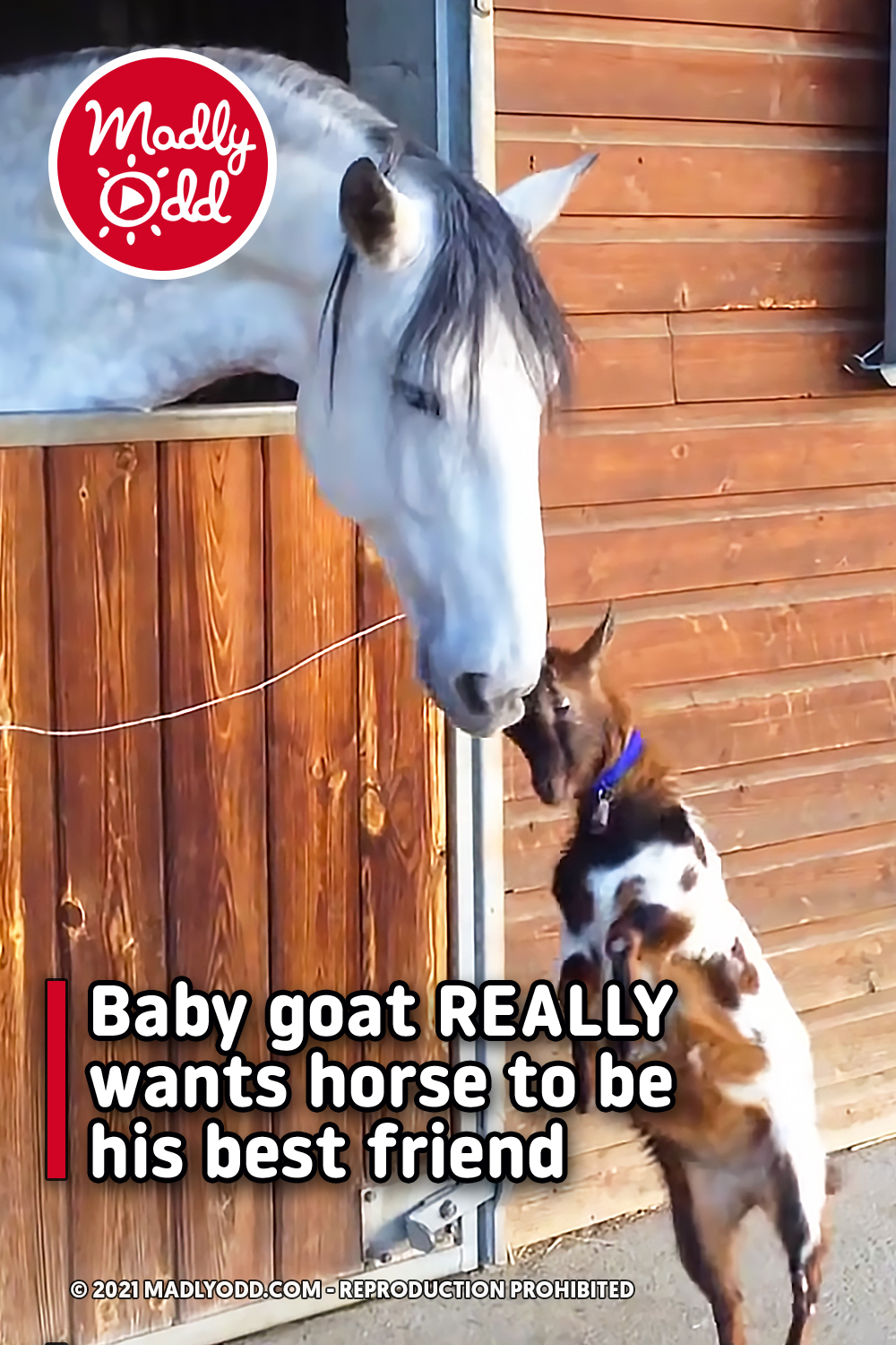 Baby goat REALLY wants horse to be his best friend
