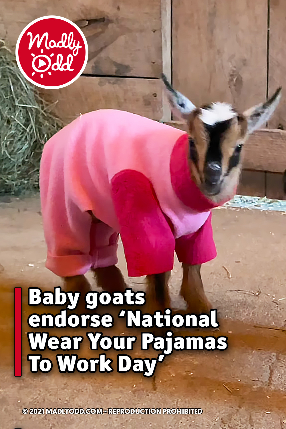 Baby goats endorse ‘National Wear Your Pajamas To Work Day’