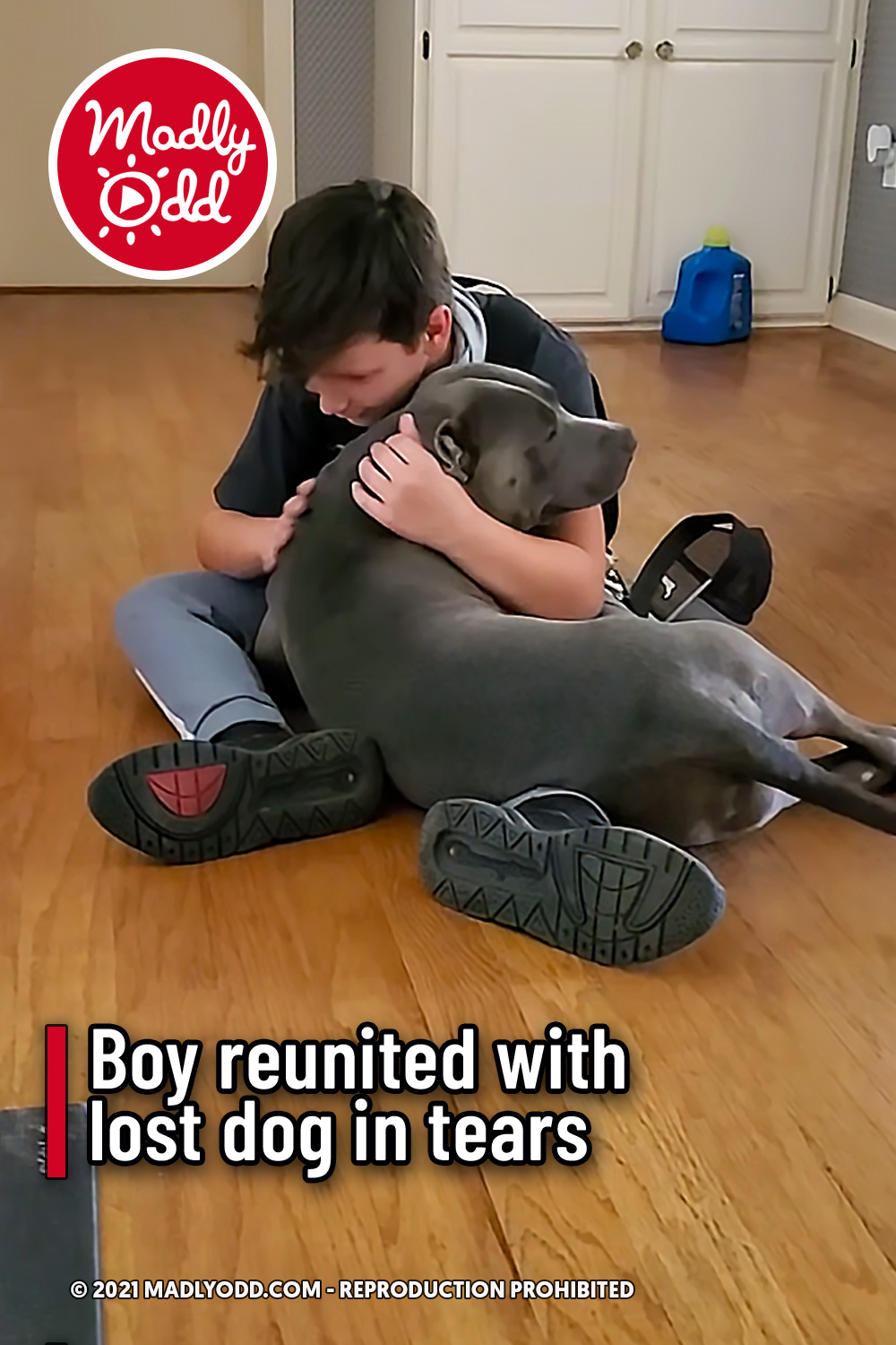 Boy reunited with lost dog in tears