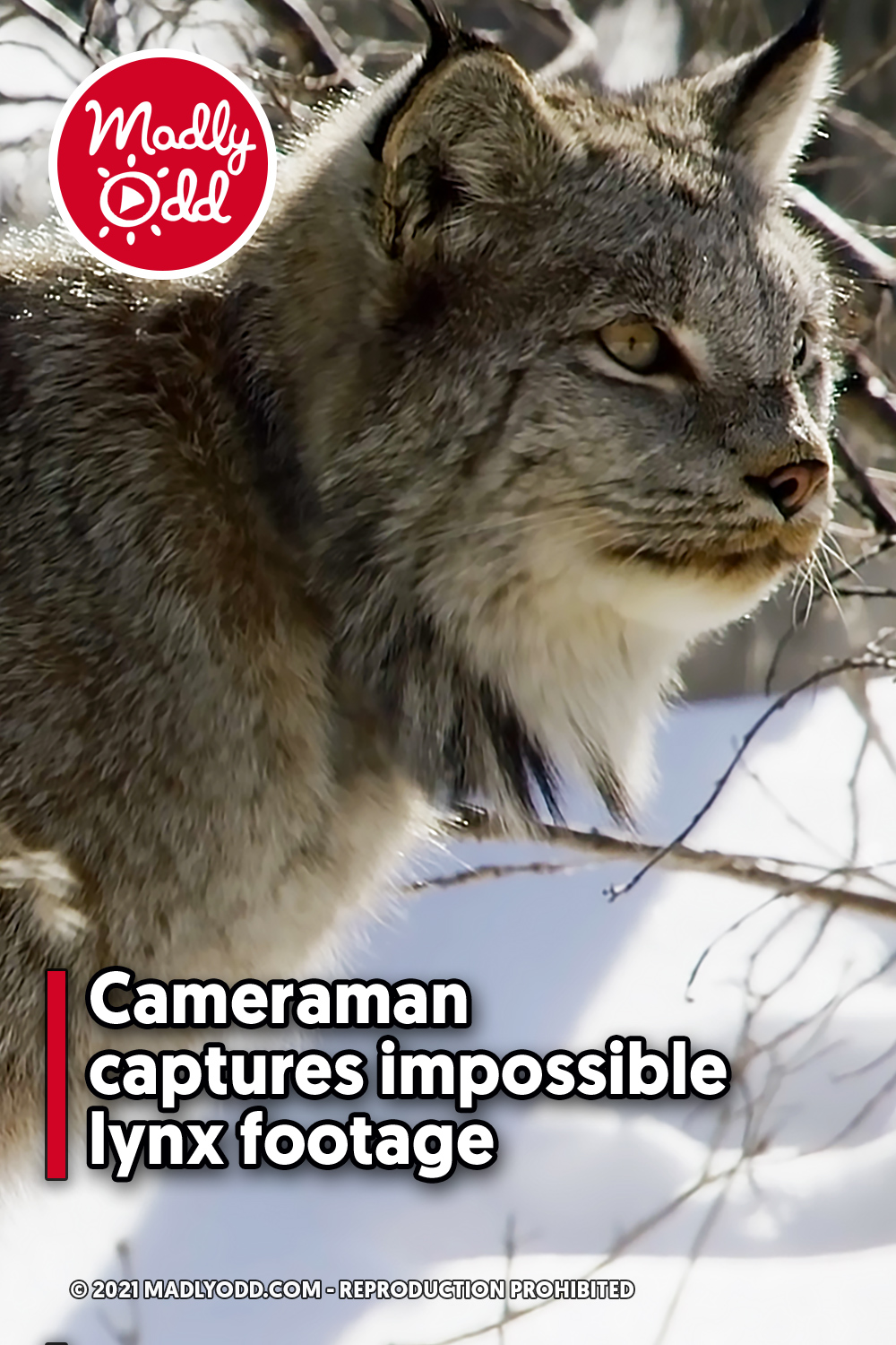 Cameraman captures impossible lynx footage