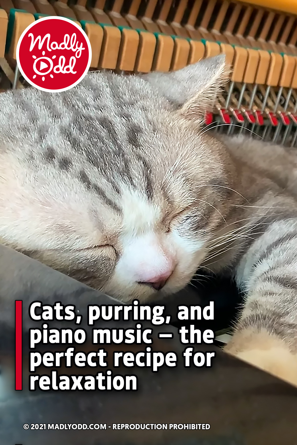 Cats, purring, and piano music — the perfect recipe for relaxation