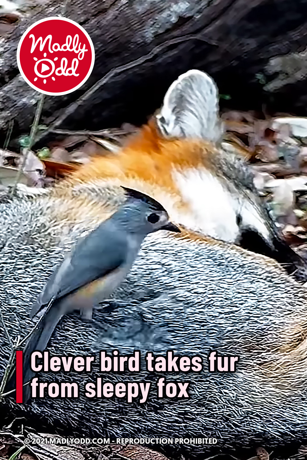 Clever bird takes fur from sleepy fox
