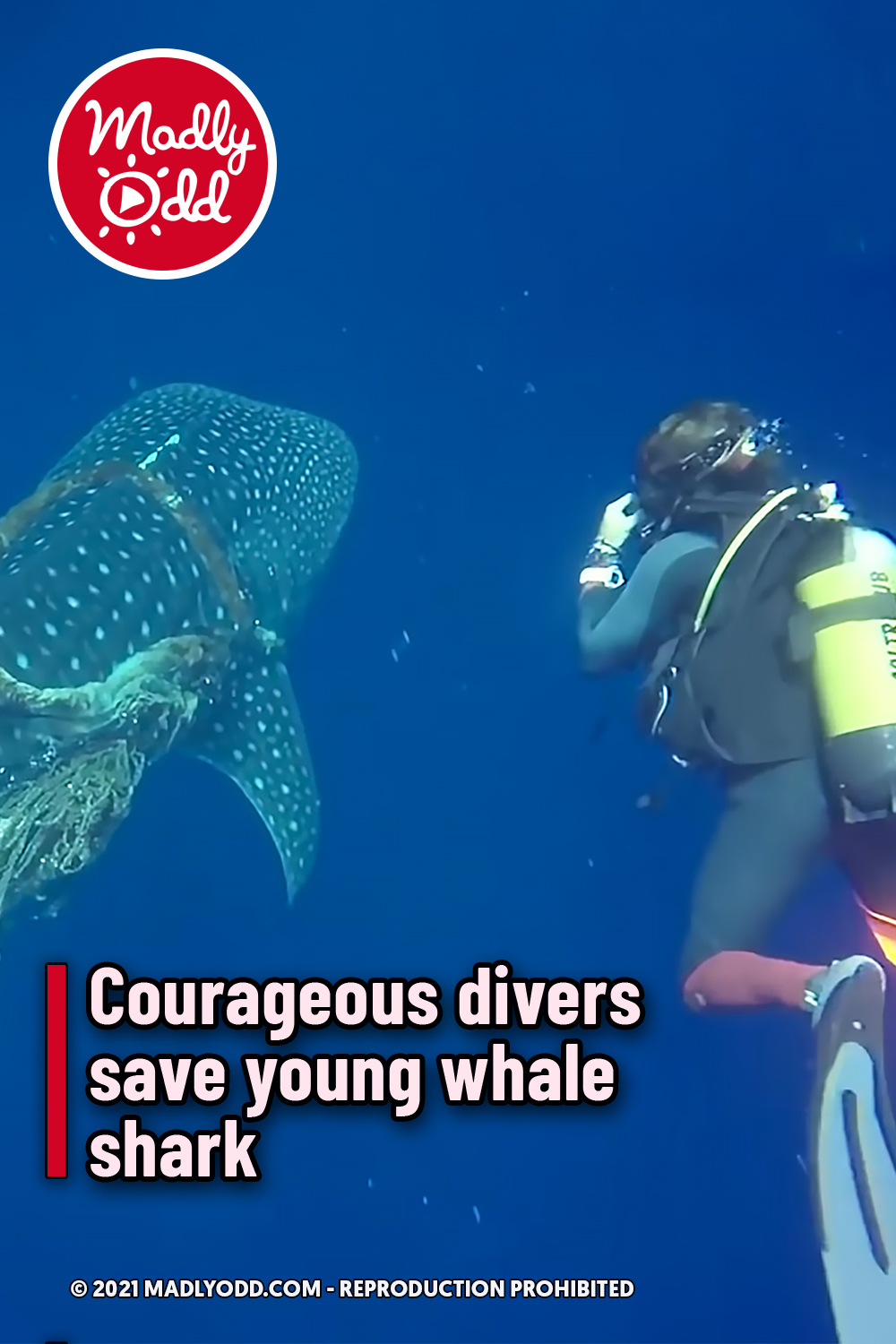 Courageous divers save young whale shark