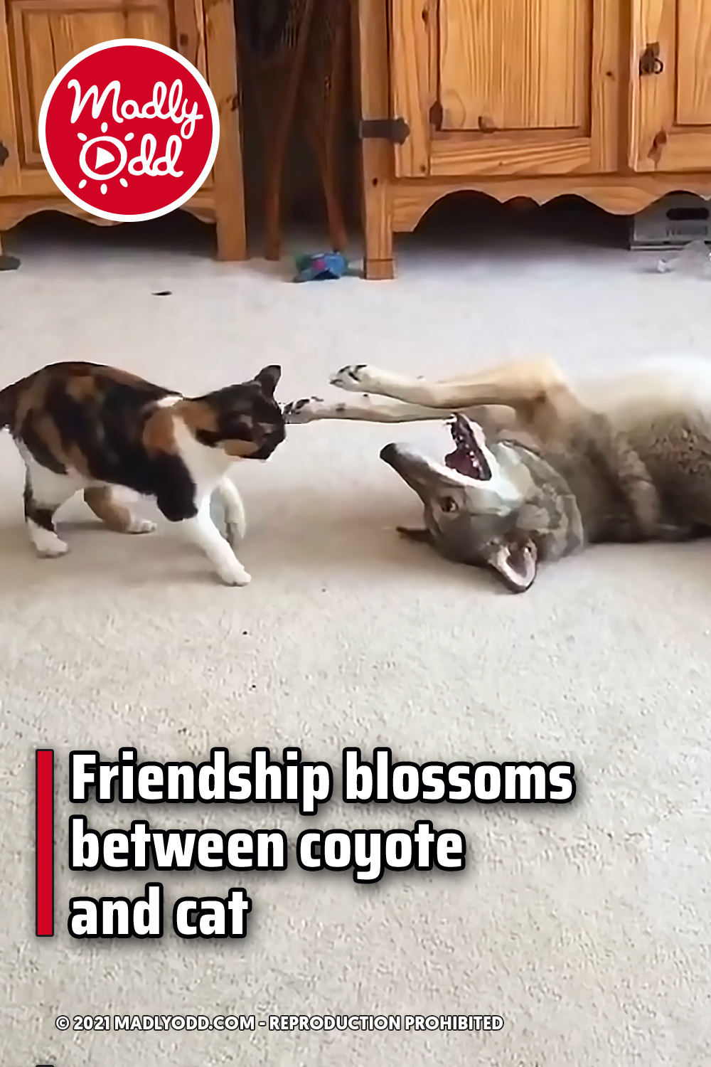 Friendship blossoms between coyote and cat