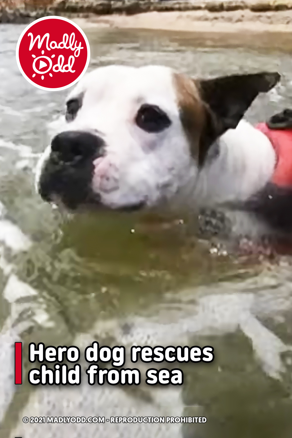 Hero dog rescues child from sea