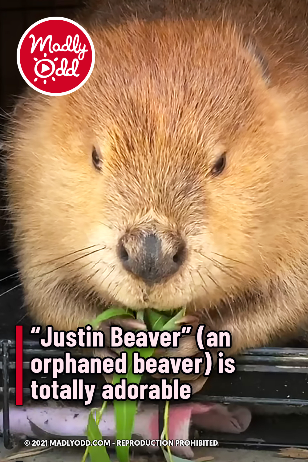 “Justin Beaver” (an orphaned beaver) is totally adorable