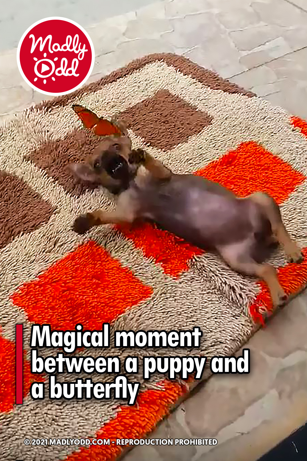Magical moment between a puppy and a butterfly