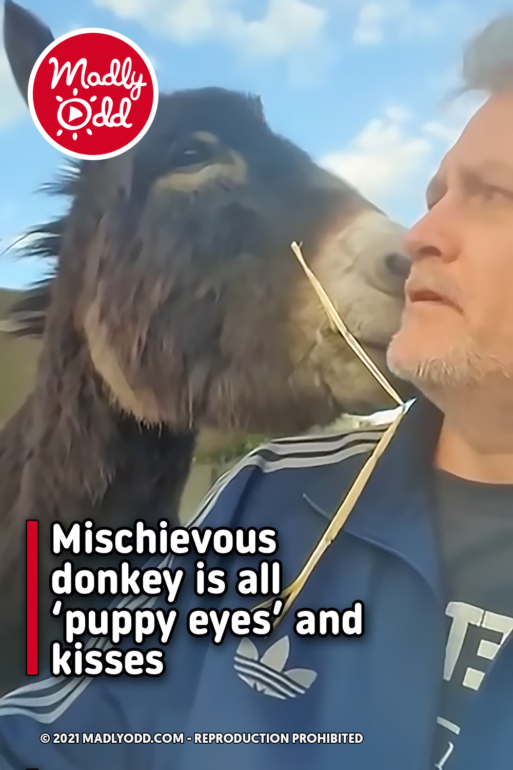 Mischievous donkey is all ‘puppy eyes’ and kisses