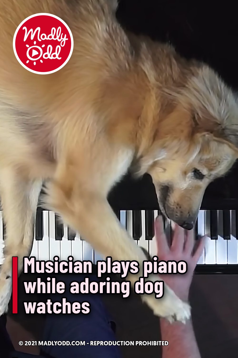 Musician plays piano while adoring dog watches