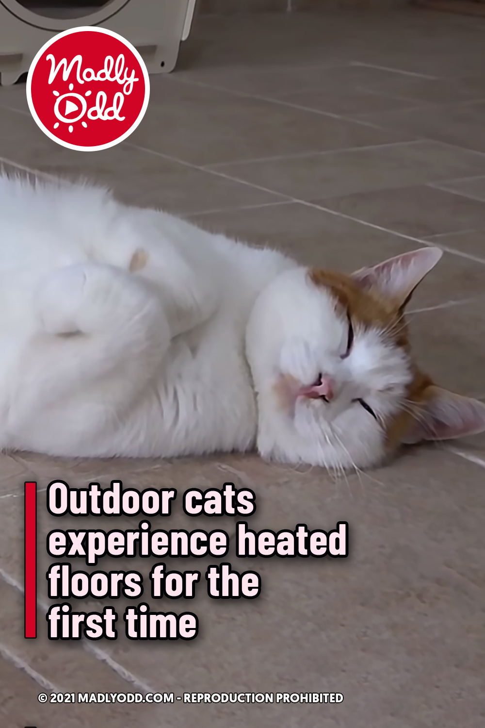 Outdoor cats experience heated floors for the first time