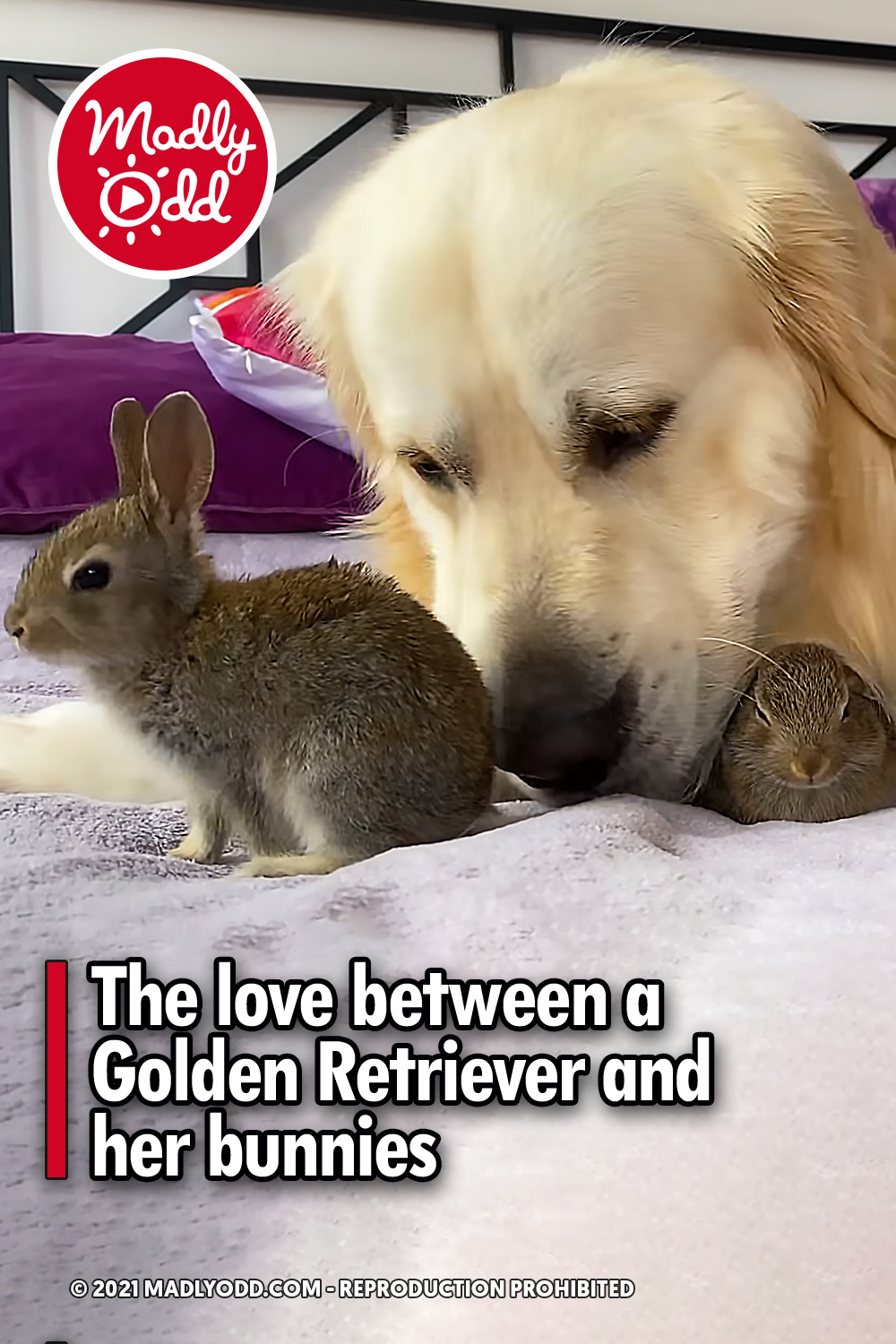 The love between a Golden Retriever and her bunnies