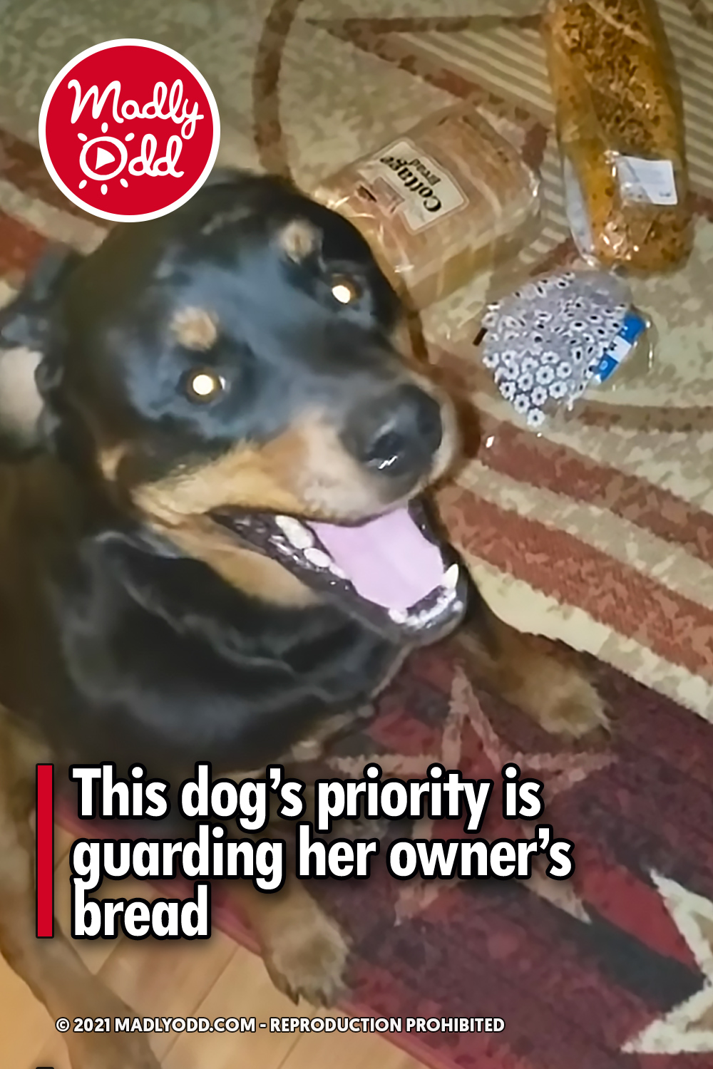 This dog’s priority is guarding her owner’s bread