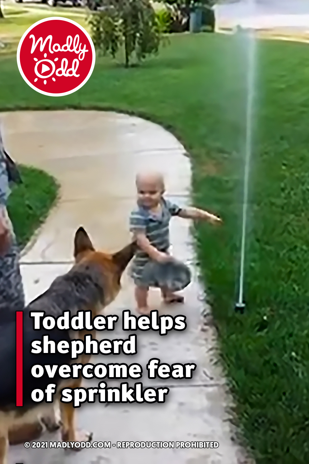 Toddler helps shepherd overcome fear of sprinkler