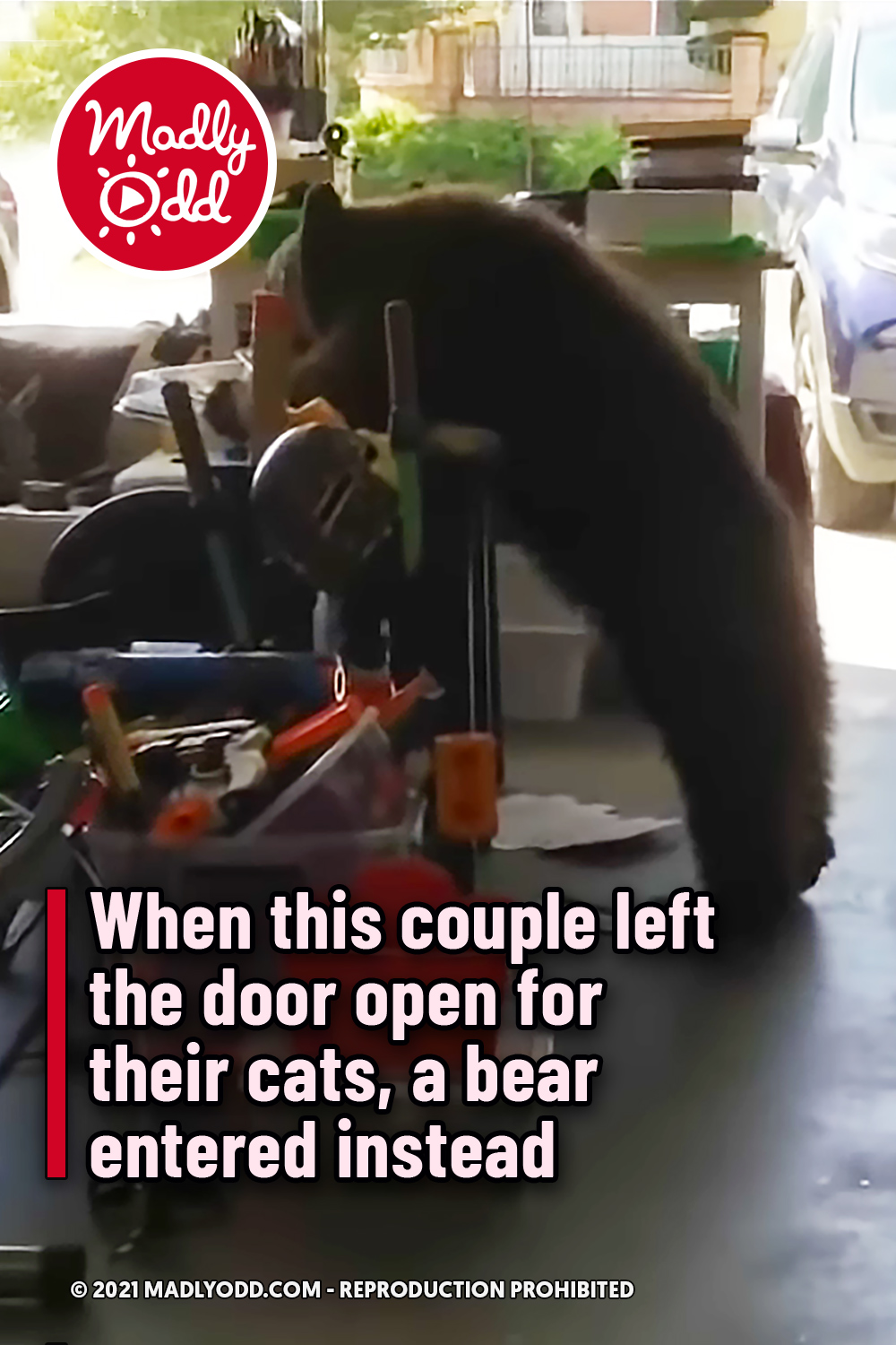 When this couple left the door open for their cats, a bear entered instead