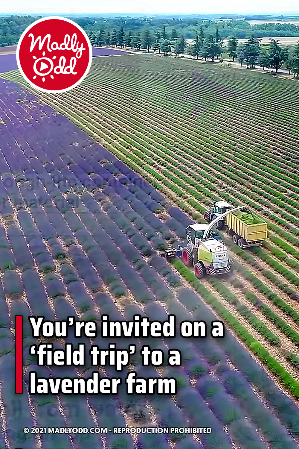 You’re invited on a ‘field trip’ to a lavender farm