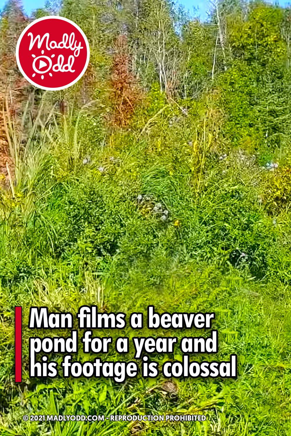 Man films a beaver pond for a year and his footage is colossal