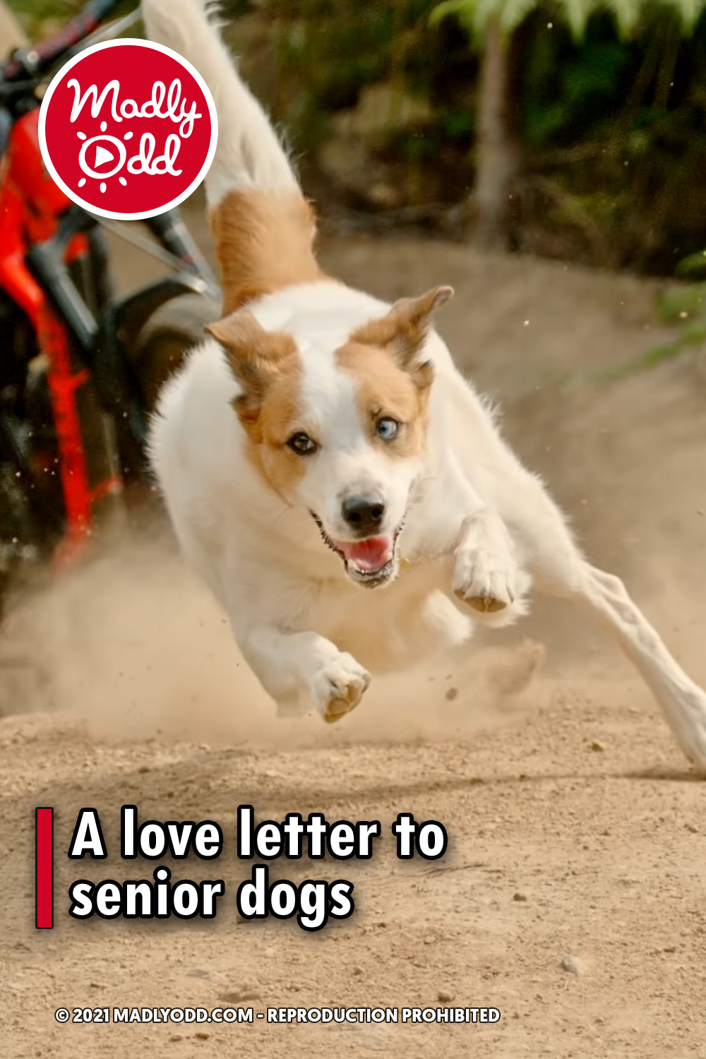 A love letter to senior dogs