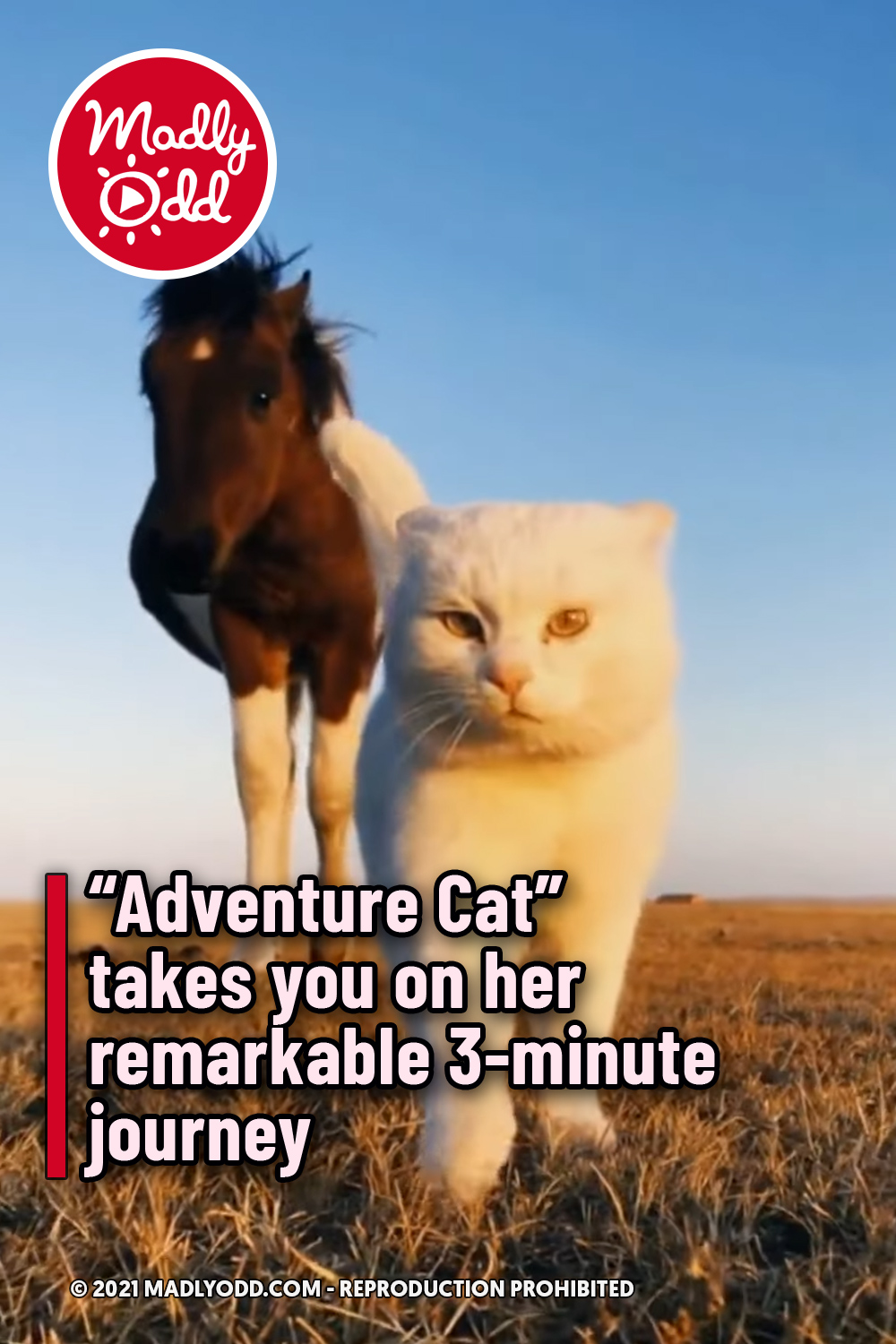“Adventure Cat” takes you on her remarkable 3-minute journey