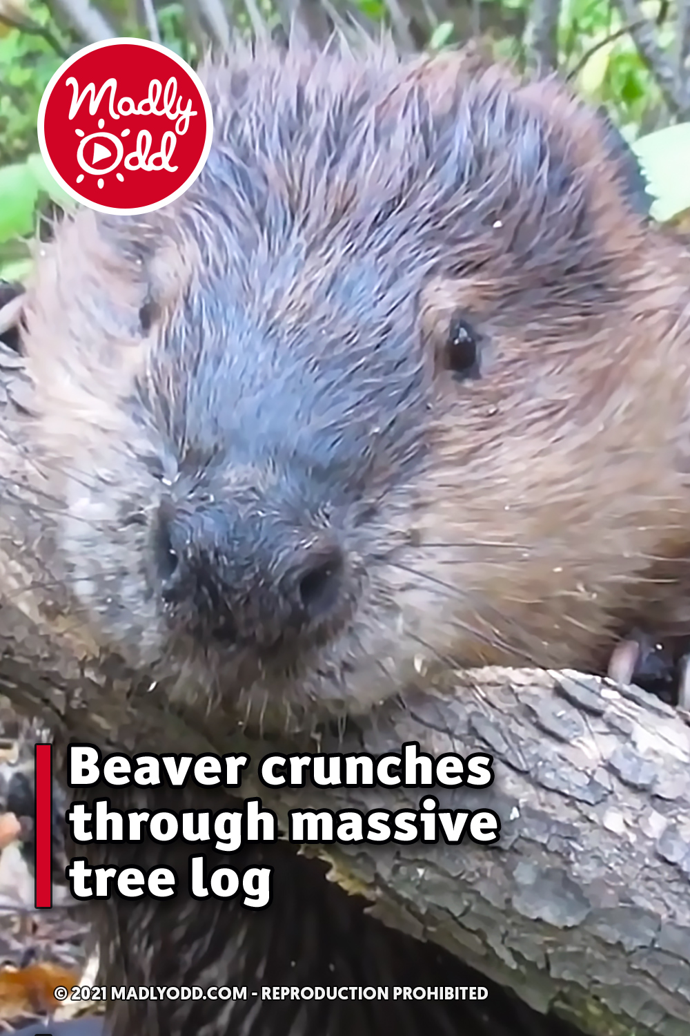 Beaver crunches through massive tree log