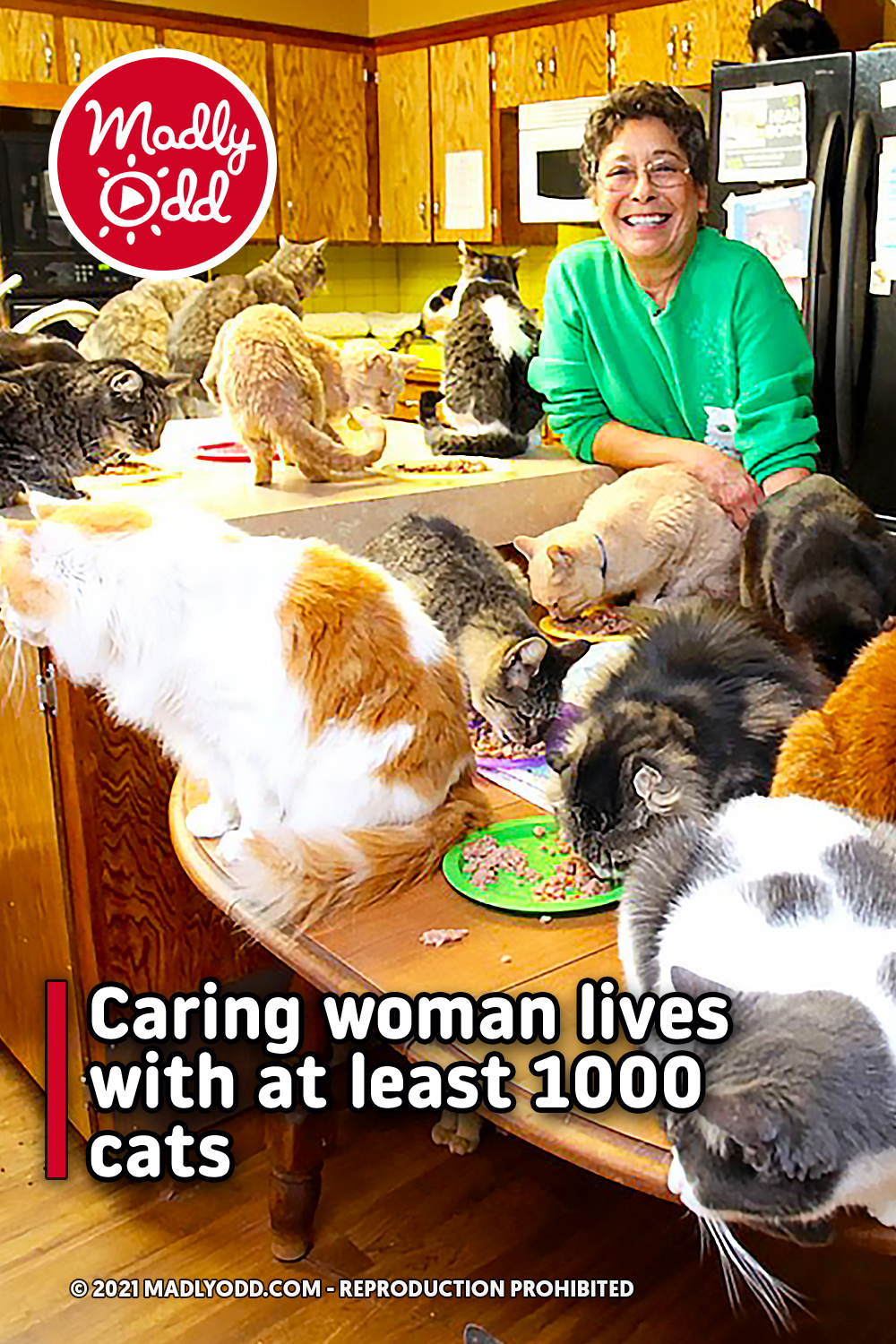 Caring woman lives with at least 1000 cats