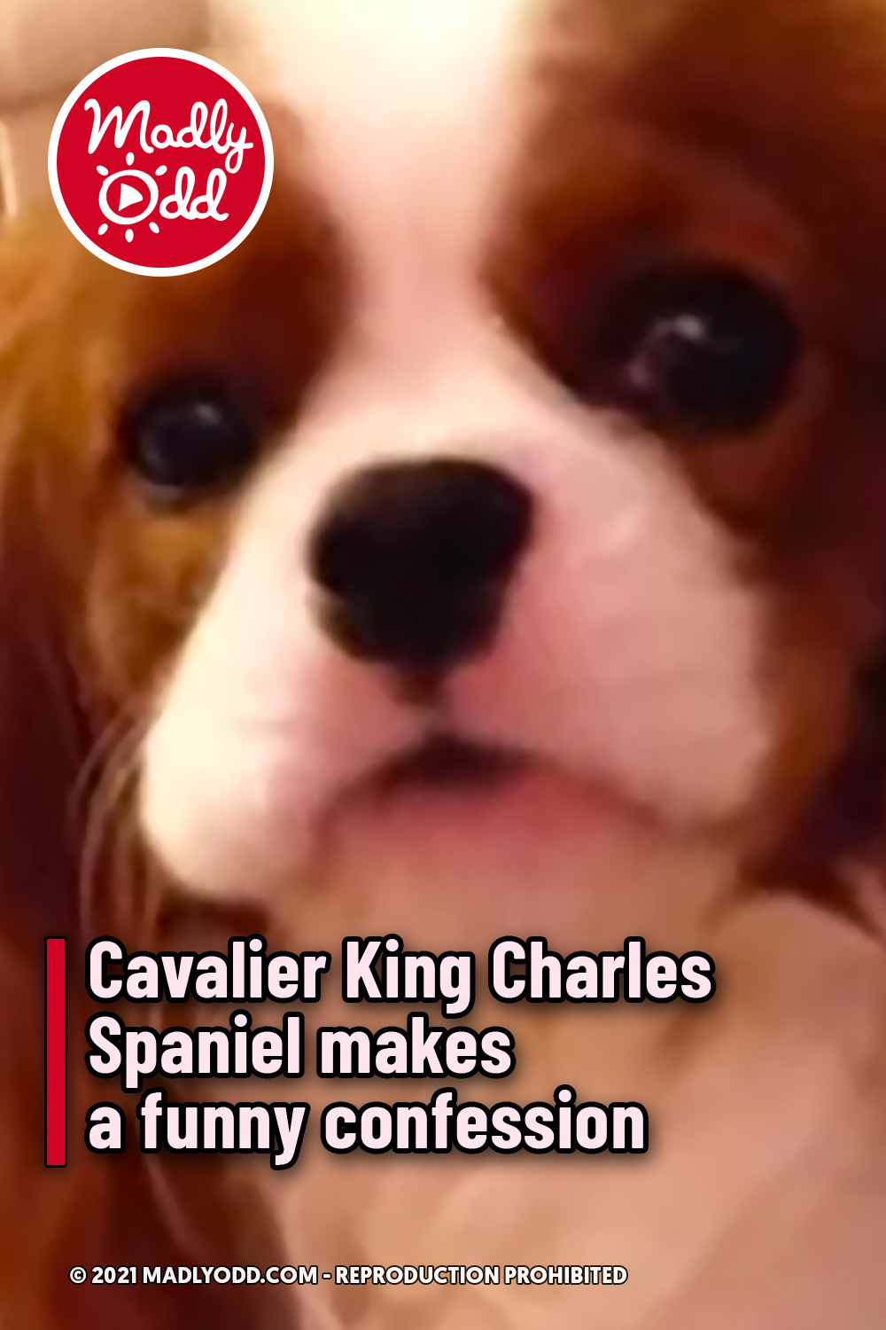 Cavalier King Charles Spaniel makes a funny confession
