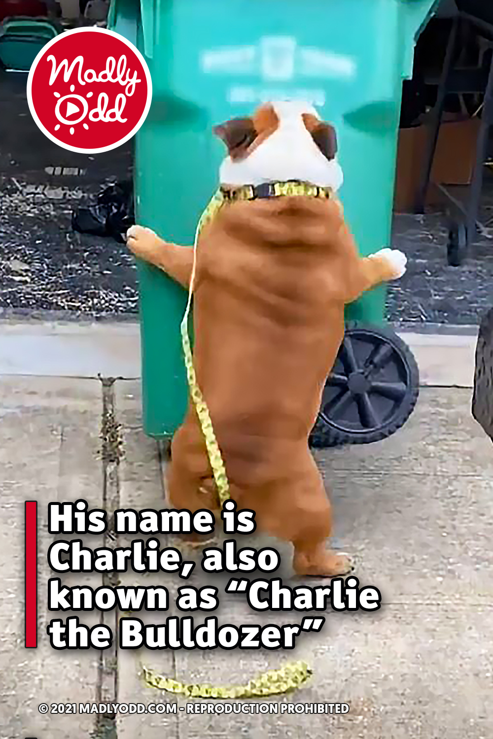His name is Charlie, also known as “Charlie the Bulldozer”