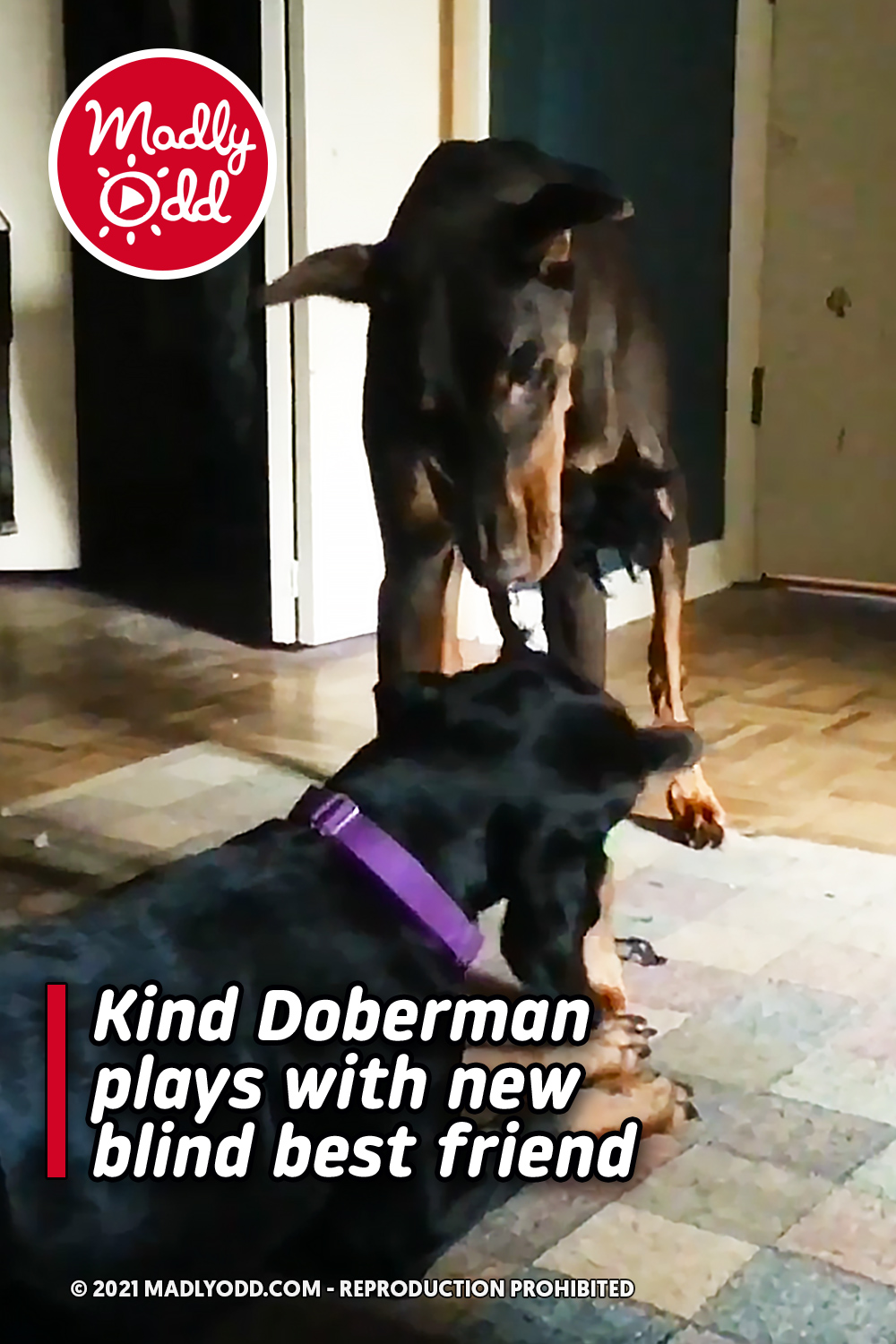 Kind Doberman plays with new blind best friend