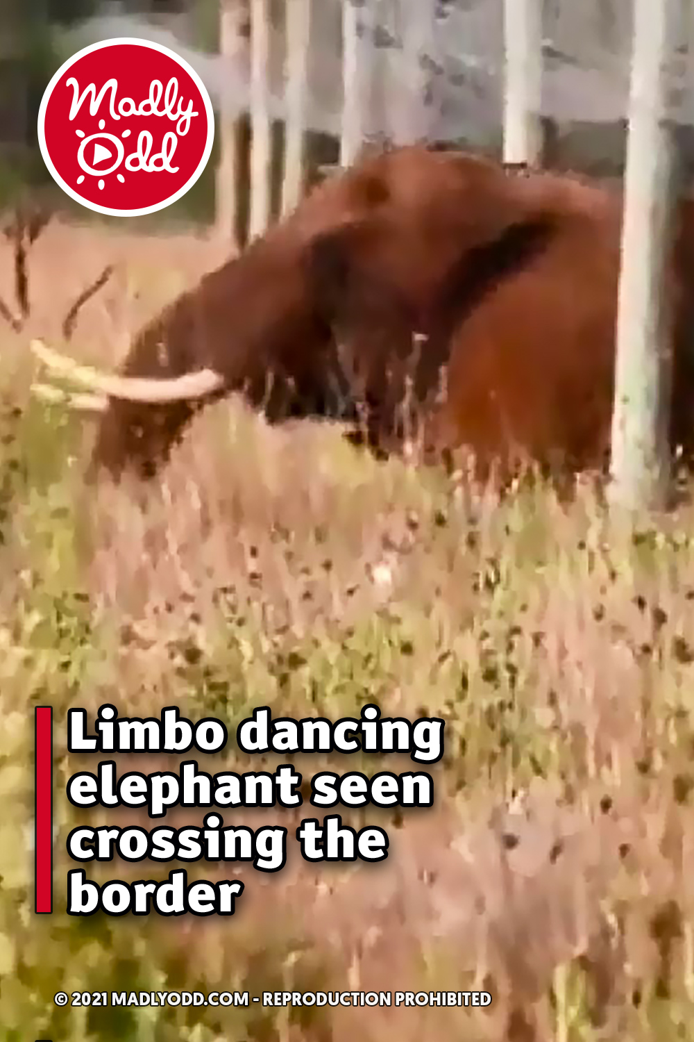 Limbo dancing elephant seen crossing the border