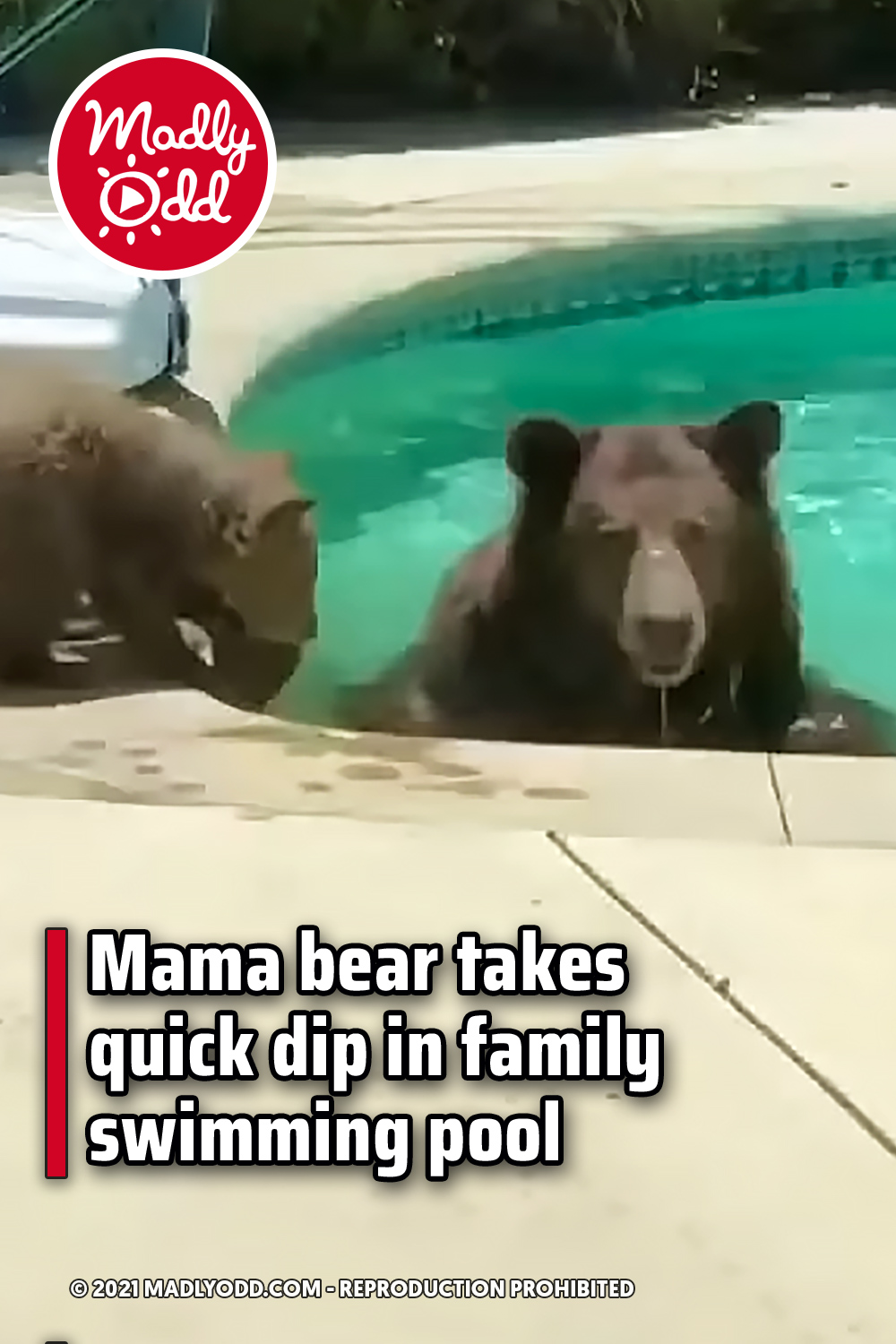Mama bear takes quick dip in family swimming pool