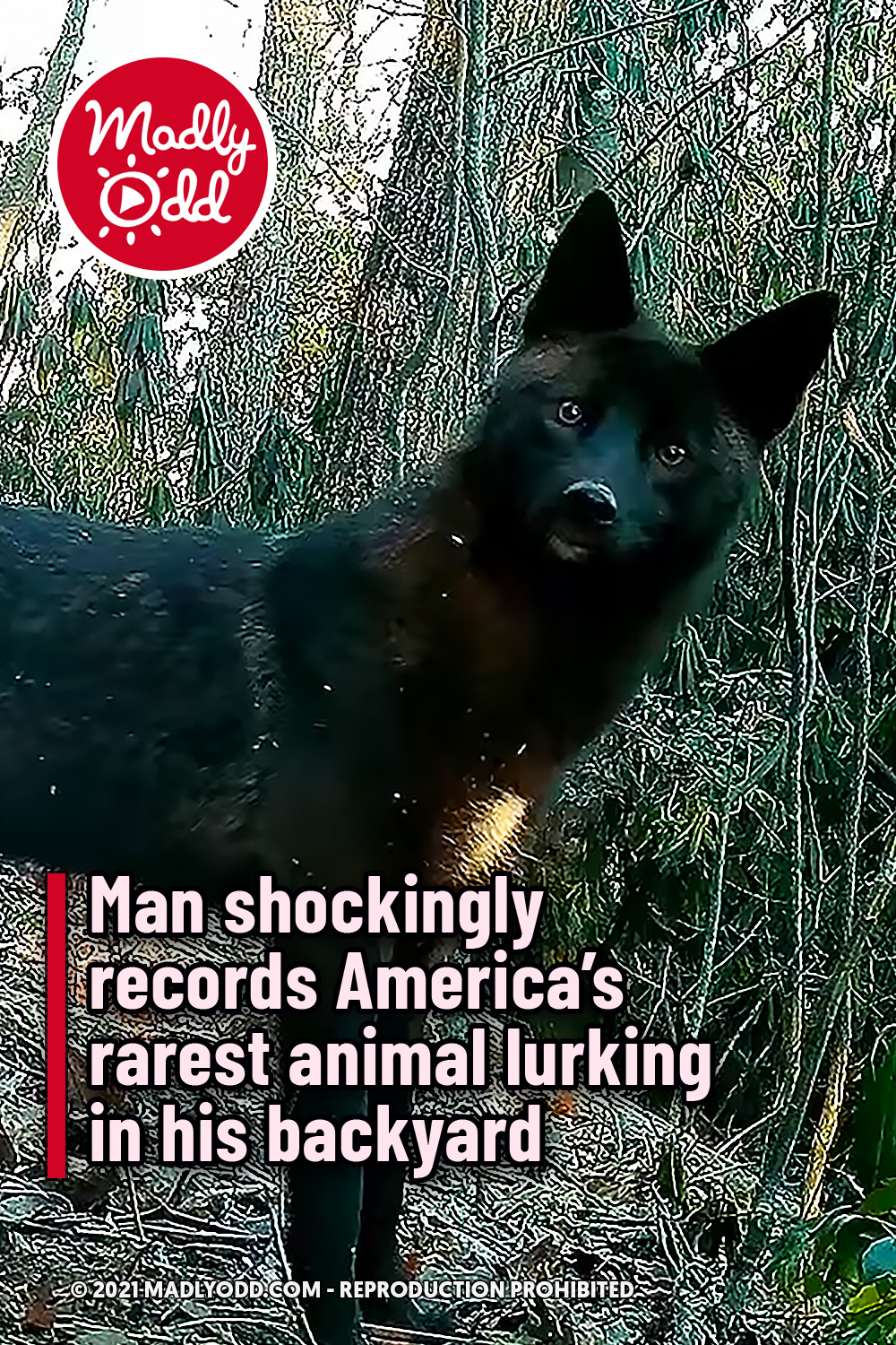 Man records America’s rarest animal lurking in his backyard