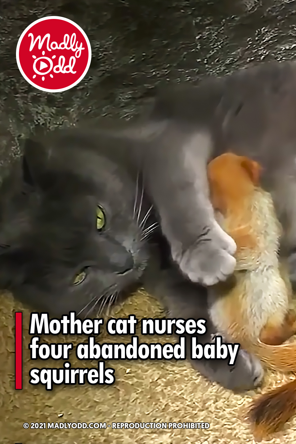 Mother cat nurses four abandoned baby squirrels