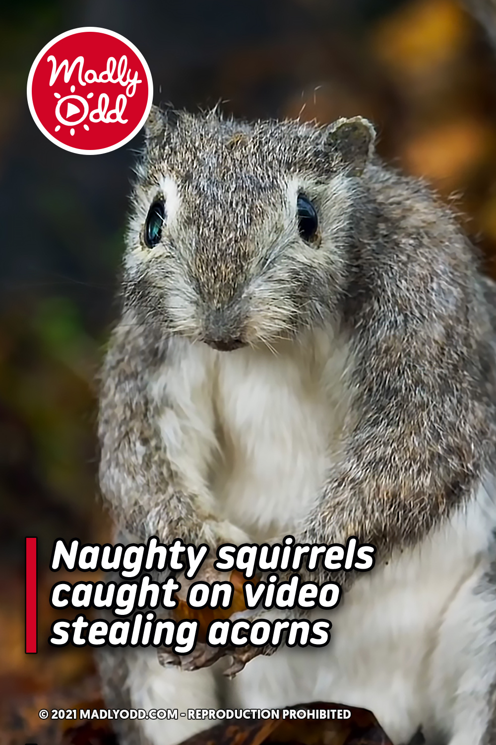 Naughty squirrels caught on video stealing acorns