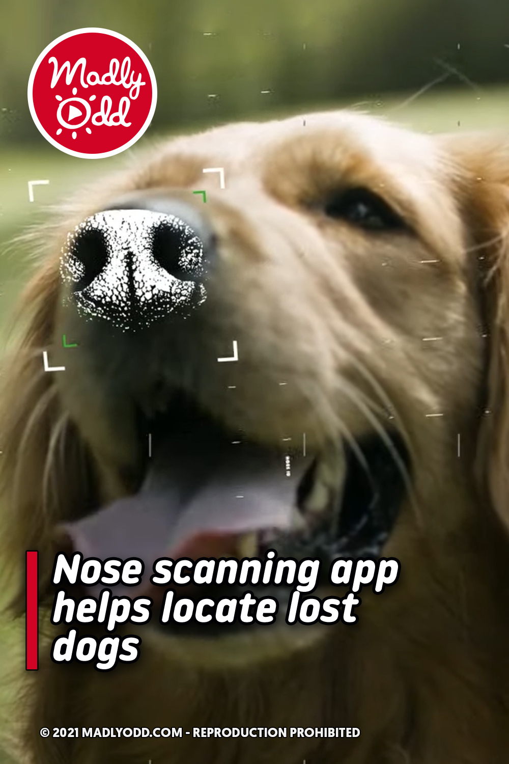 Nose scanning app helps locate lost dogs