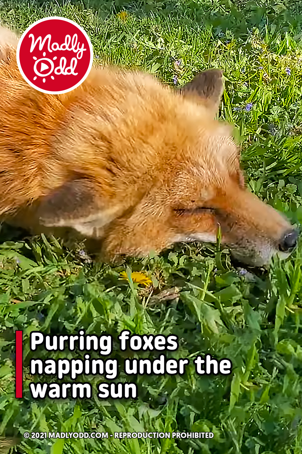 Purring foxes napping under the warm sun