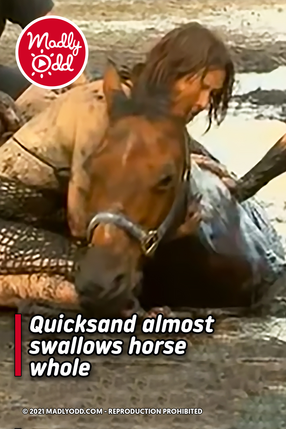 Quicksand almost swallows horse whole