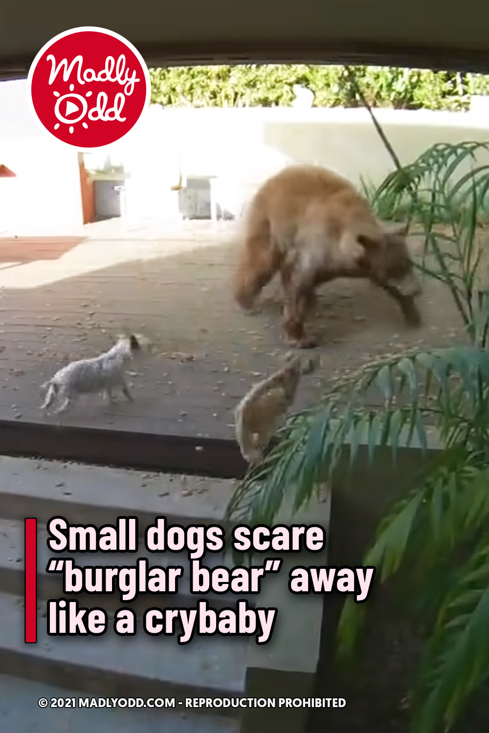 Small dogs scare “burglar bear” away like a crybaby